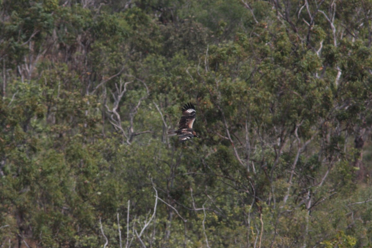 Black-breasted Kite - ML454016551