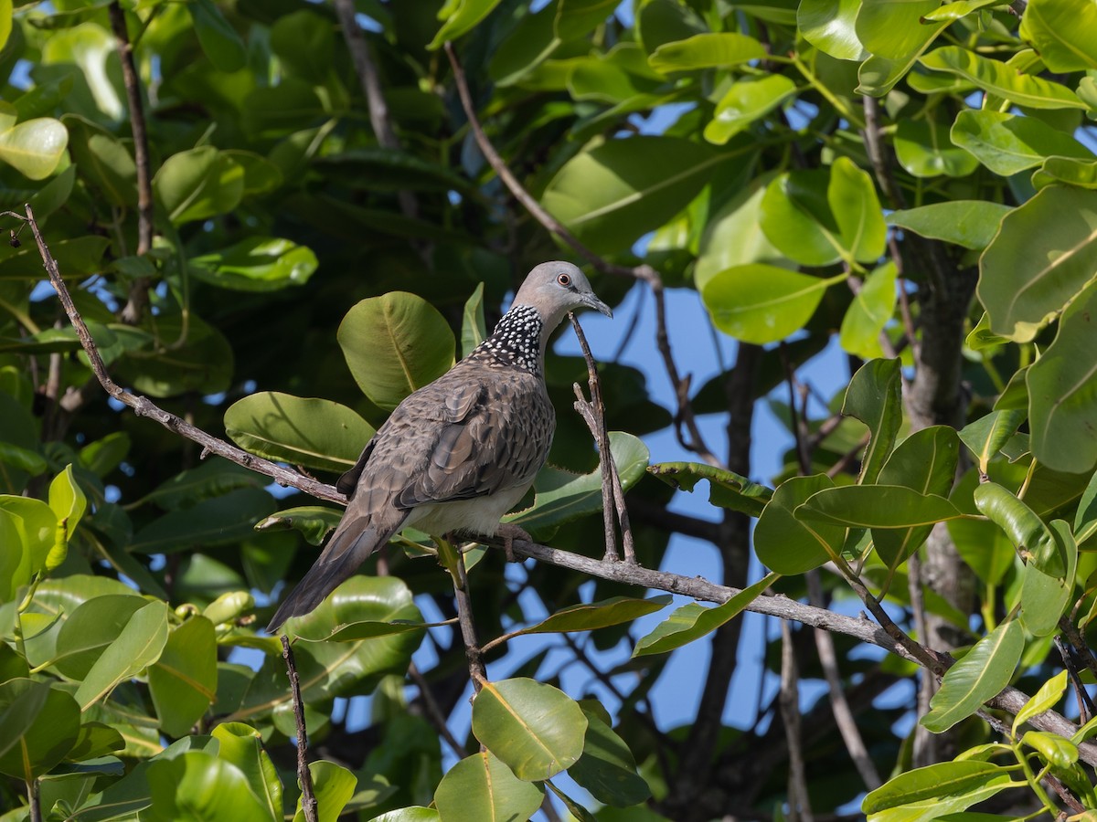 Spotted Dove - ML454017211