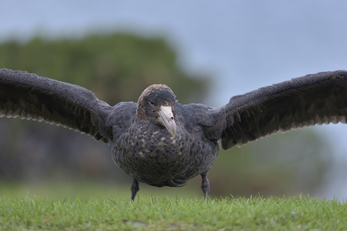 Northern Giant-Petrel - Paul Maury