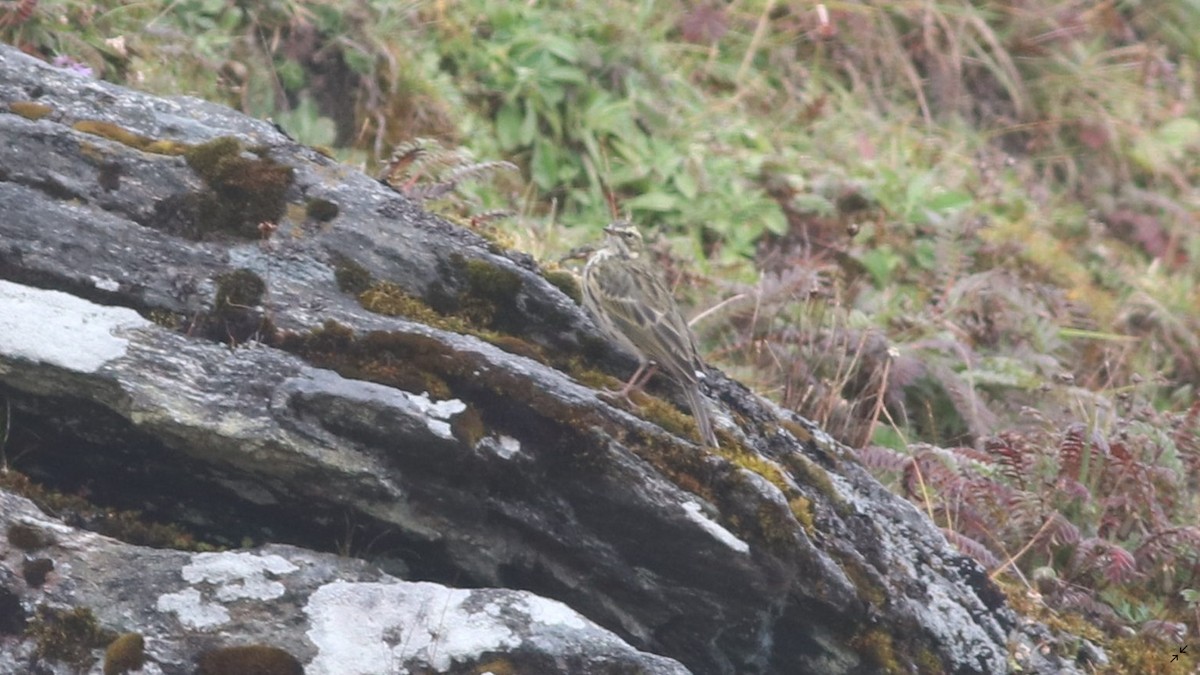 Rosy Pipit - ML454022641