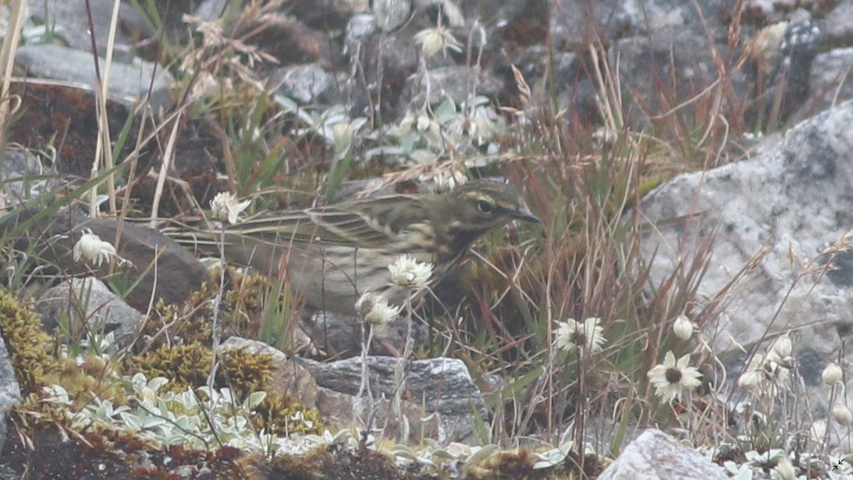 Rosy Pipit - ML454022661