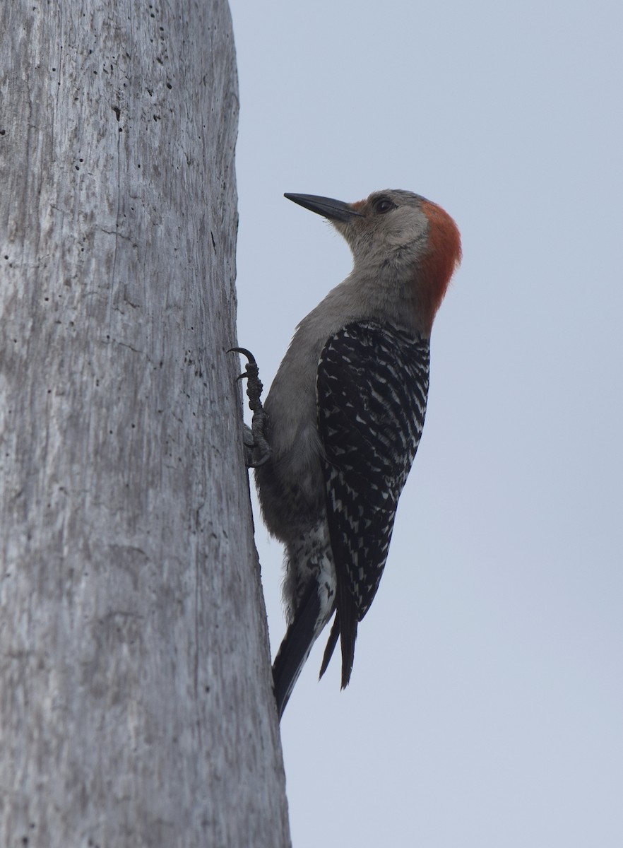 Red-bellied Woodpecker - ML454025371