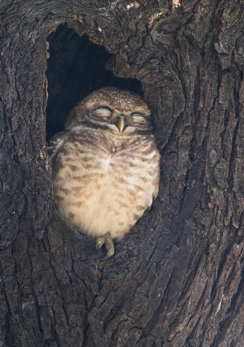 Spotted Owlet - ML45402581