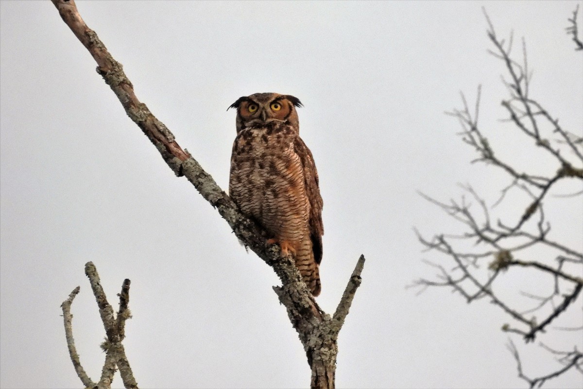 Great Horned Owl - ML454025931