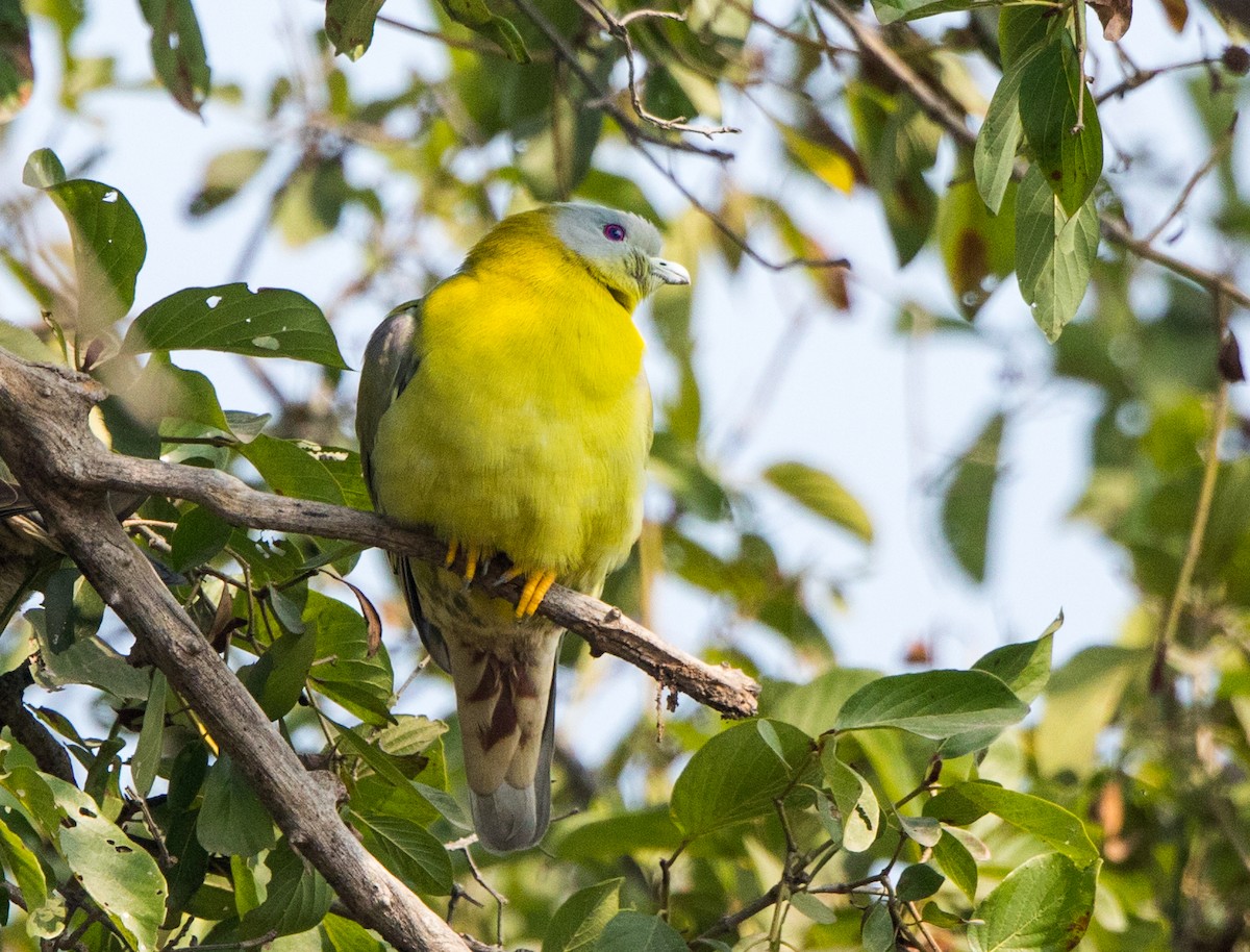 Yellow-footed Green-Pigeon - ML45402641