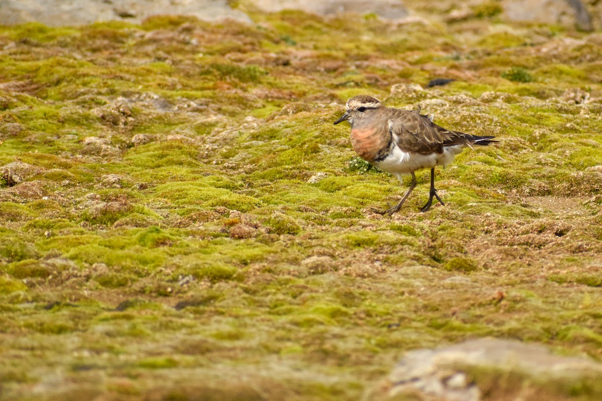 Rufous-chested Dotterel - ML454032451