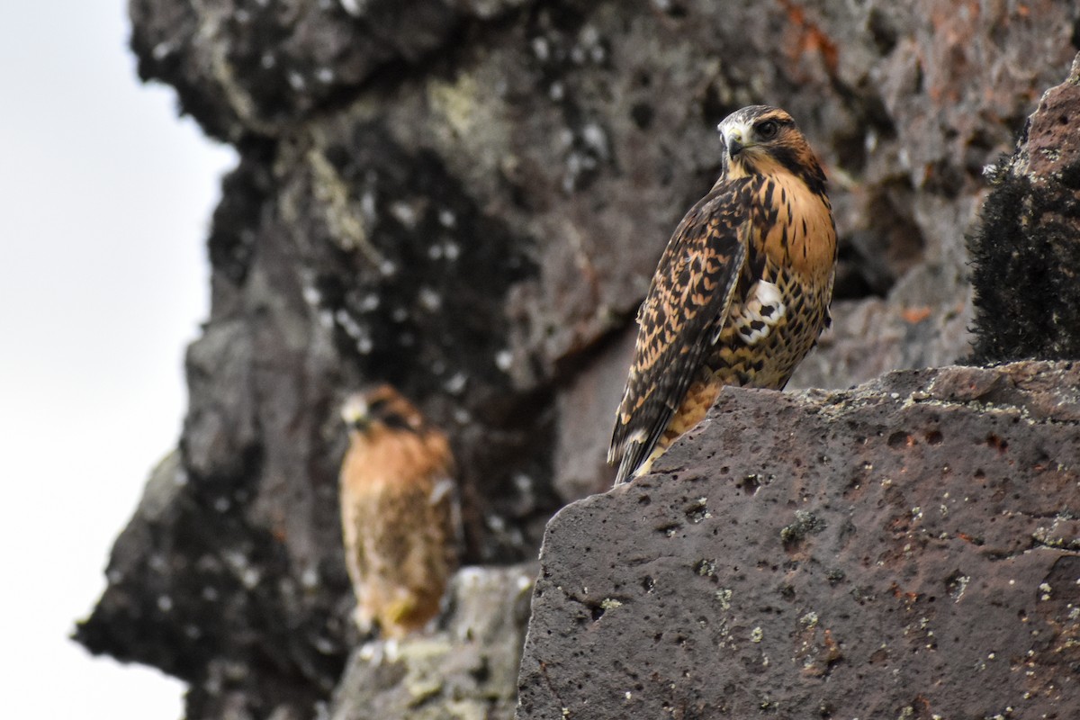 Variable Hawk (Red-backed) - ML454032551