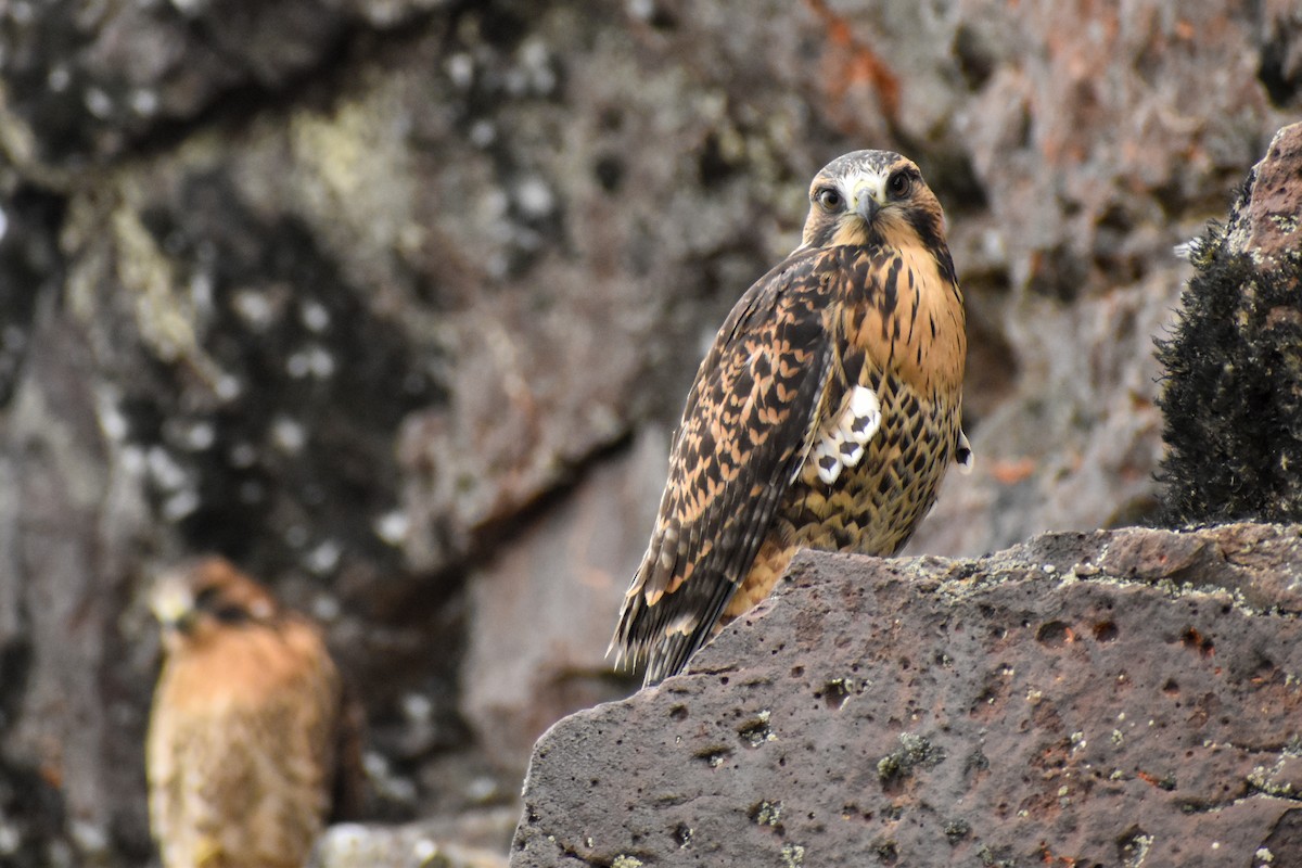Variable Hawk (Red-backed) - ML454032591