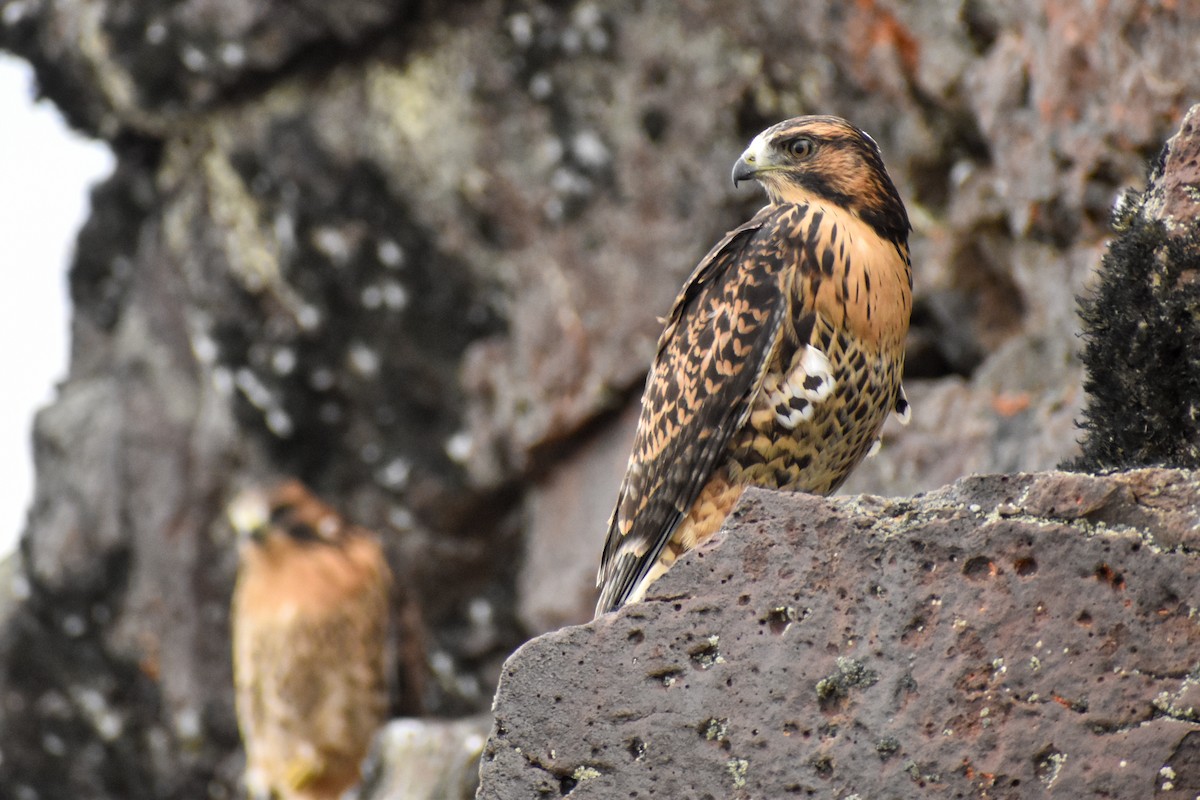 Variable Hawk (Red-backed) - ML454032601