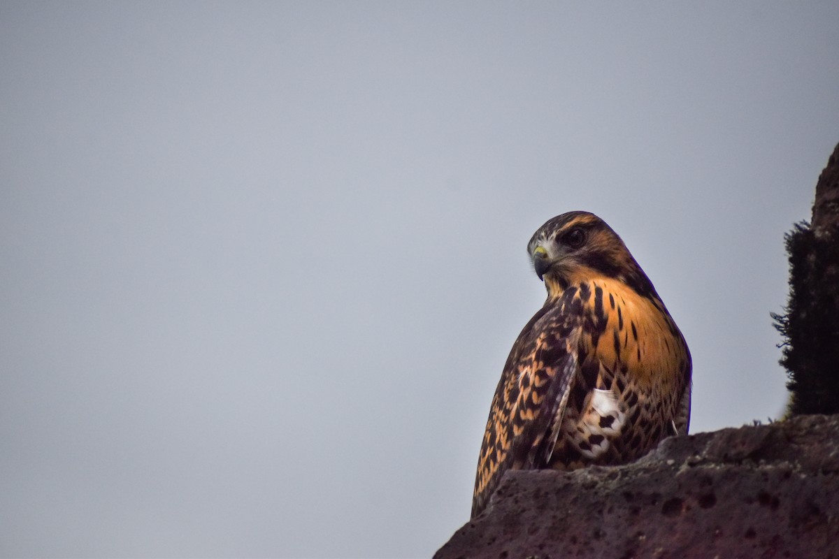 Variable Hawk (Red-backed) - ML454032881