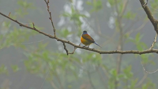 Green-tailed Sunbird - ML454039471