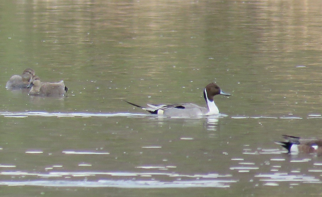 Northern Pintail - Anne (Webster) Leight