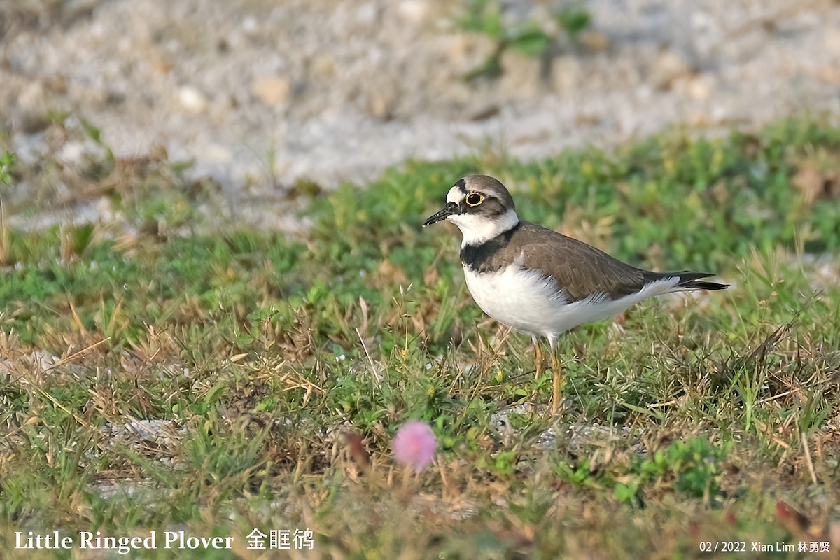 Little Ringed Plover - Lim Ying Hien