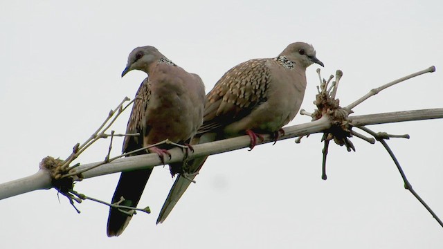Spotted Dove - ML454058521
