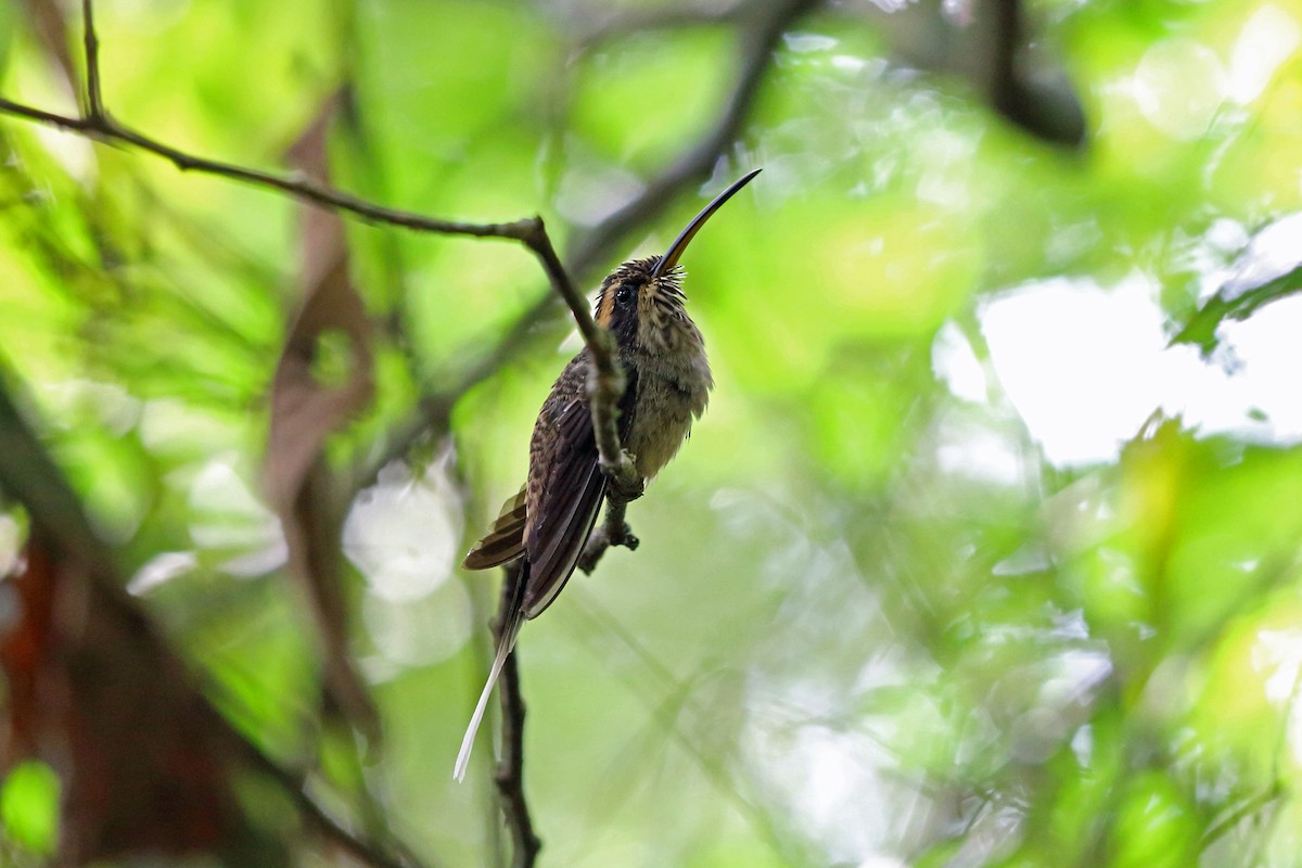 Scale-throated Hermit - ML45406521