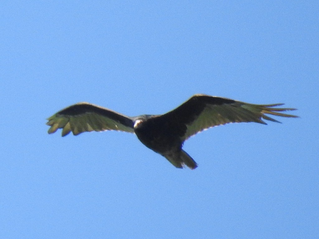 Turkey Vulture - ML454071691