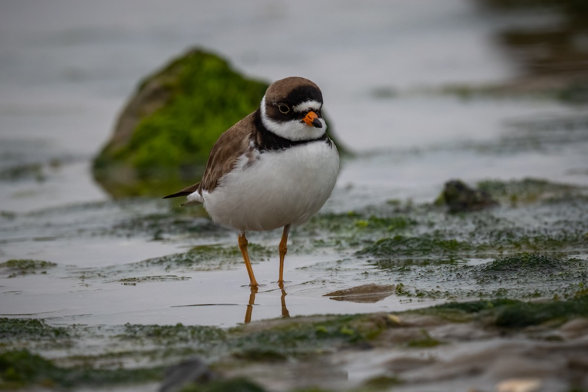 Semipalmated Plover - ML454072451