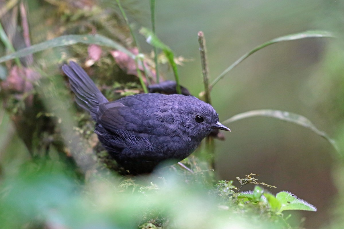 Mouse-colored Tapaculo - Nigel Voaden
