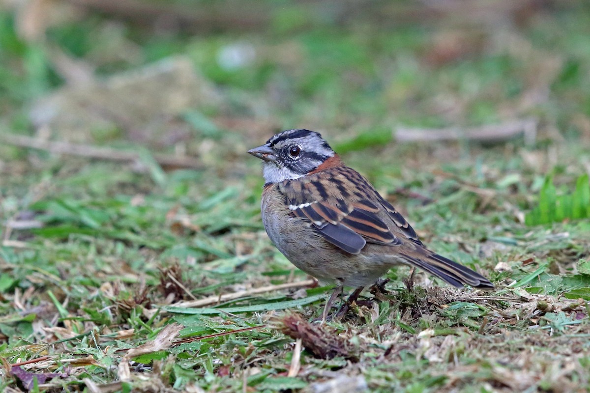 Rufous-collared Sparrow - ML45407711