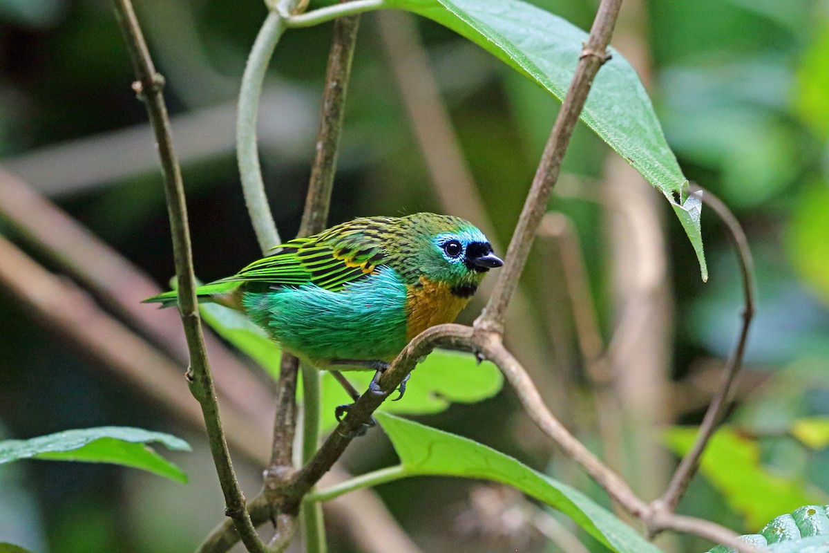 Brassy-breasted Tanager - ML45407771