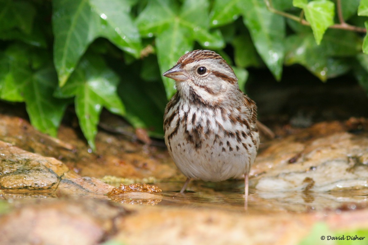 Song Sparrow - David Disher