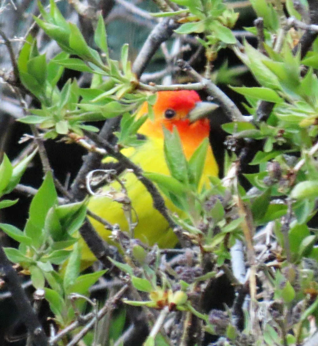 Western Tanager - ML454088061