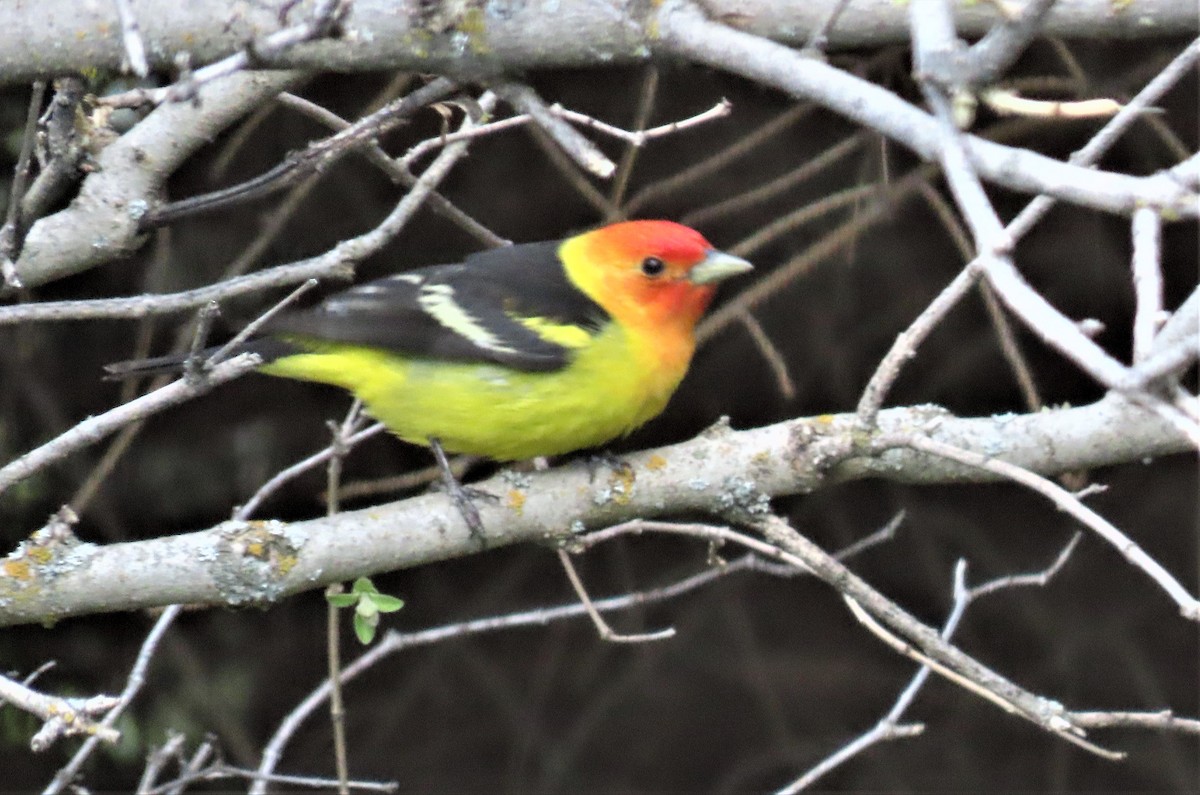 Western Tanager - ML454088121