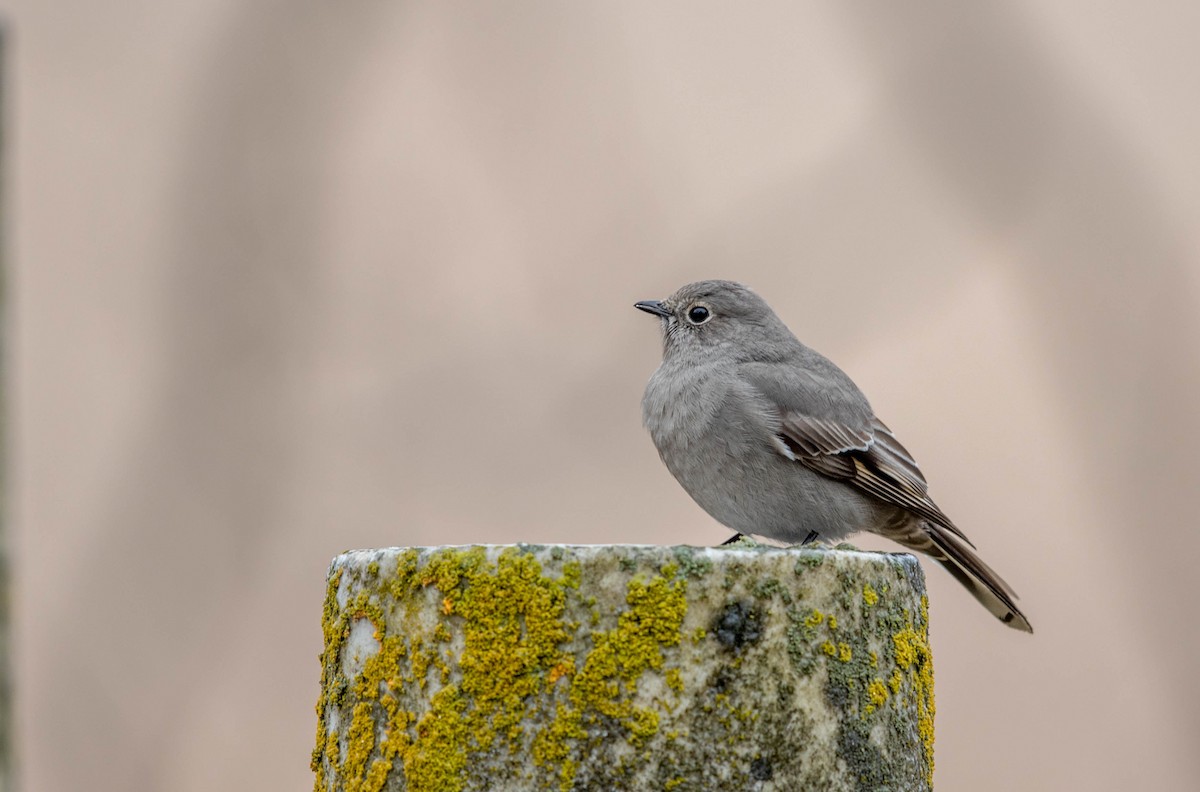 Townsend's Solitaire - ML45408981