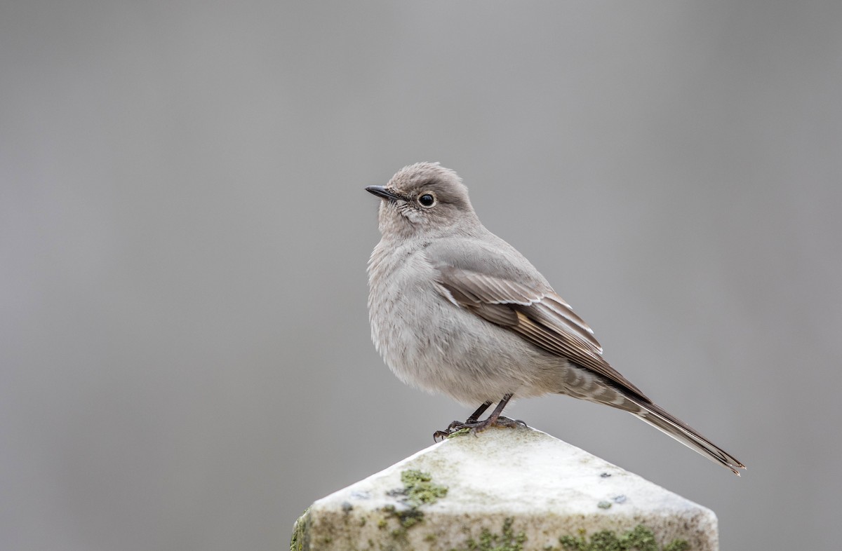 Townsend's Solitaire - ML45409011