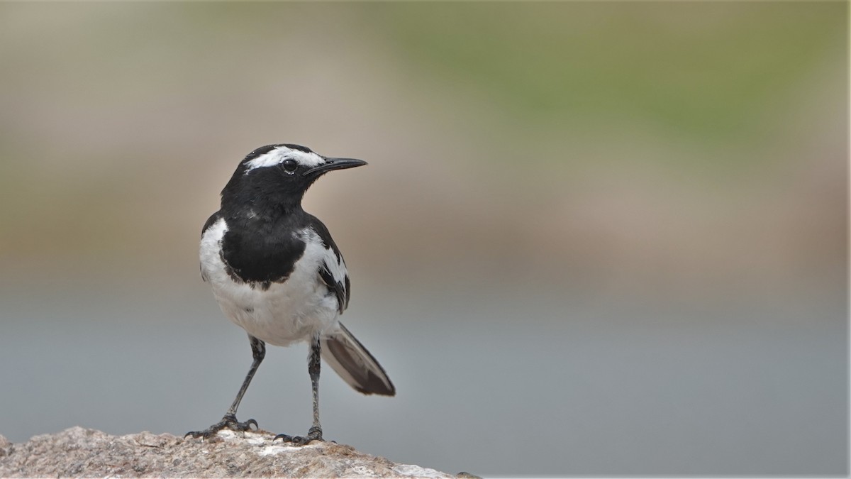 White-browed Wagtail - ML454090841