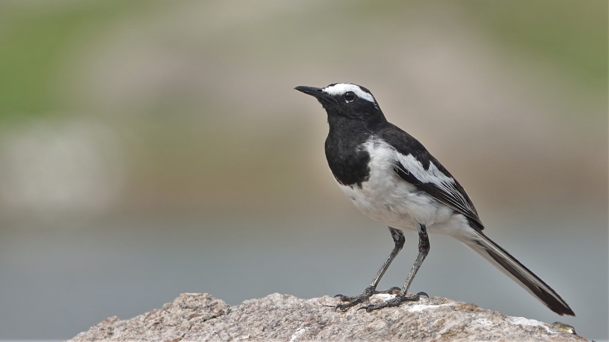 White-browed Wagtail - ML454090851