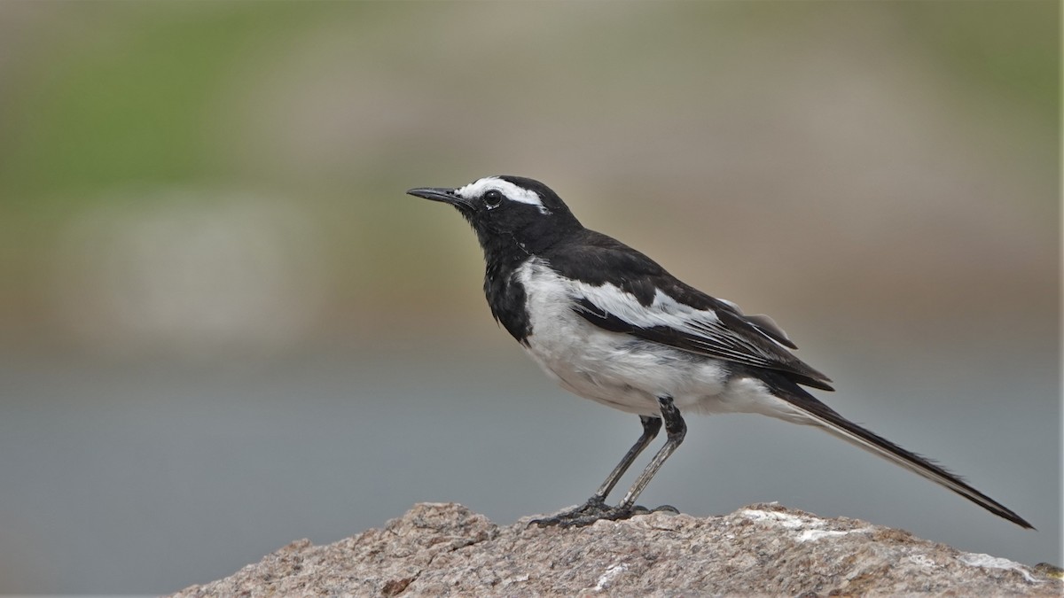 White-browed Wagtail - ML454090861