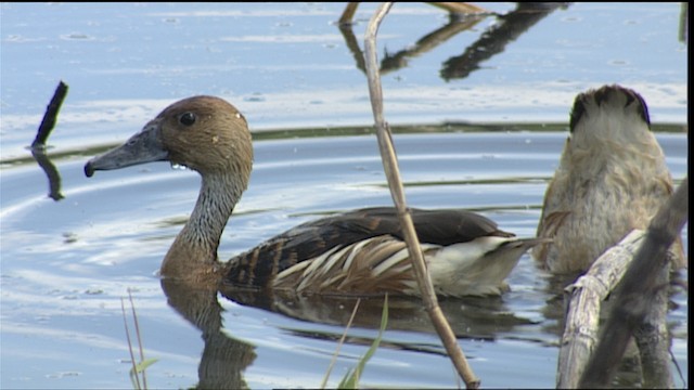  - Fulvous Whistling-Duck