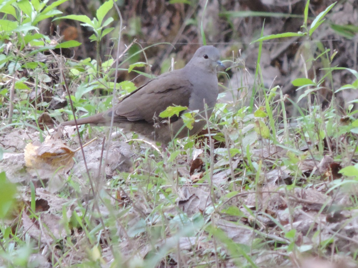 Large-tailed Dove - ML454096691