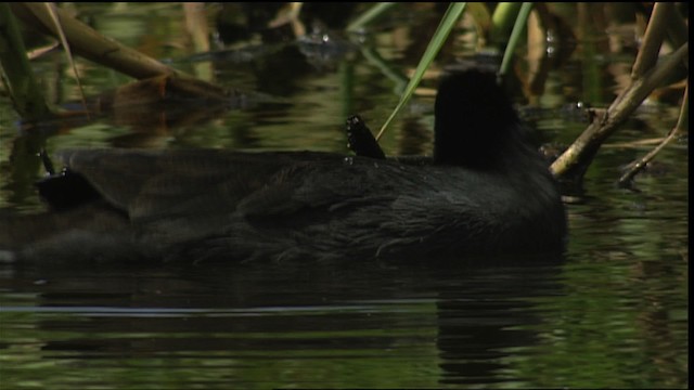 Red-fronted Coot - ML454097