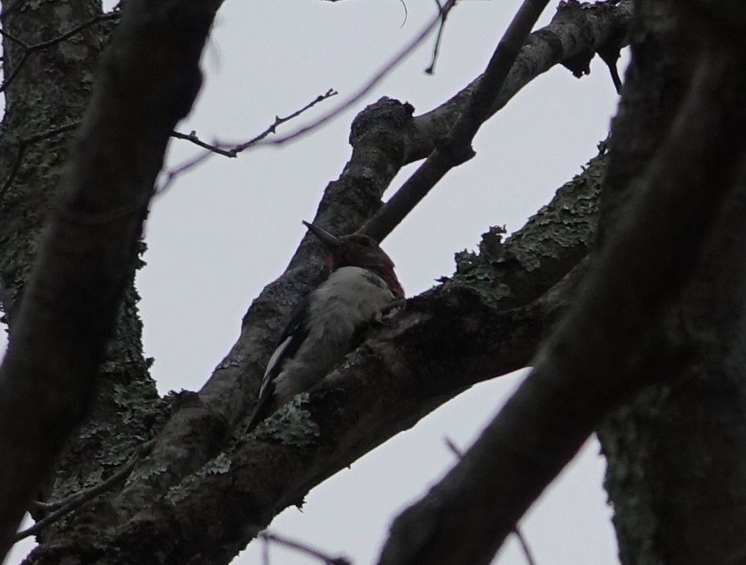 Red-headed Woodpecker - ML45409871