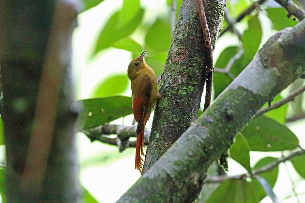 Olivaceous Woodcreeper (Olivaceous) - ML45410201