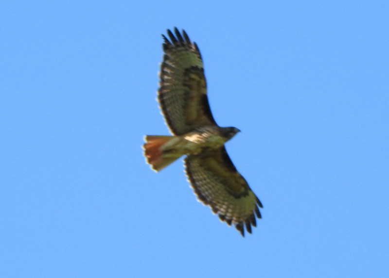 Red-tailed Hawk - Andy Frank