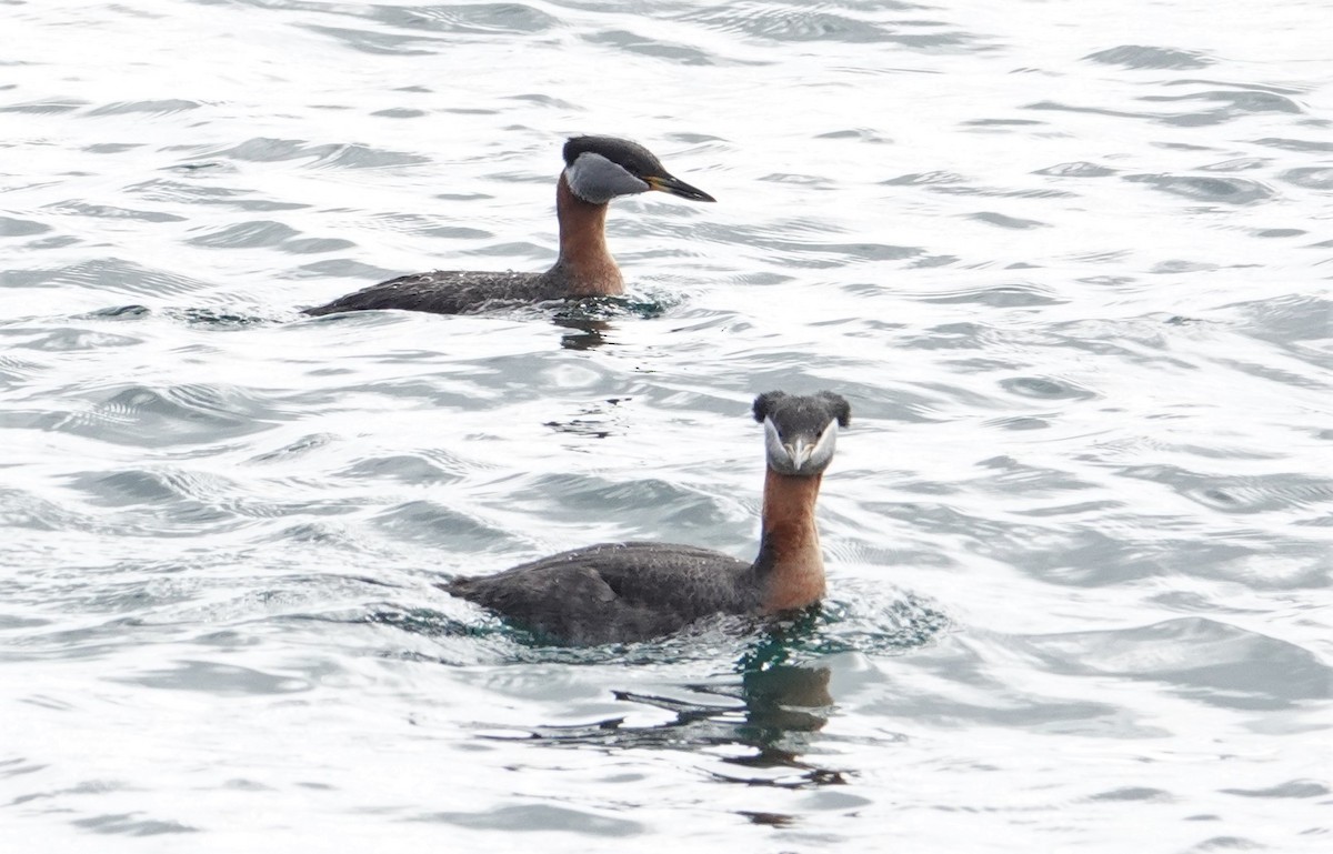 Red-necked Grebe - ML454104131