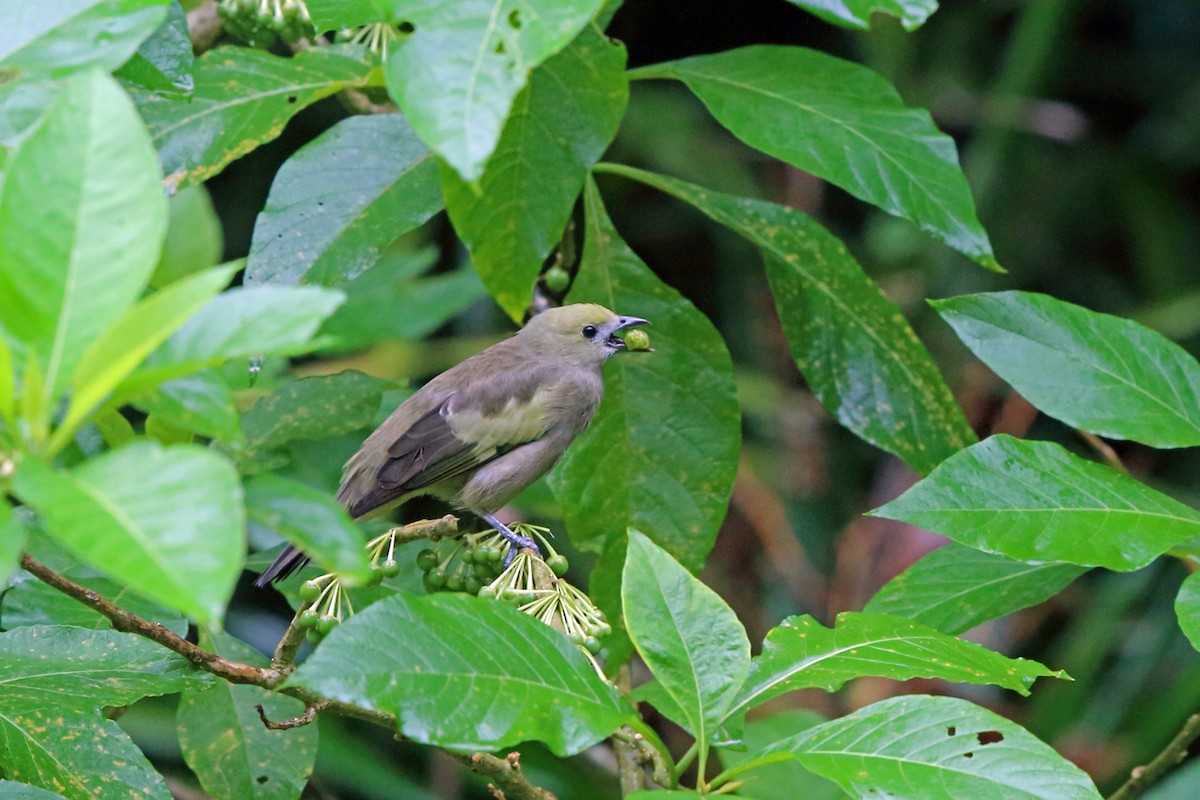 Palm Tanager - ML45411231