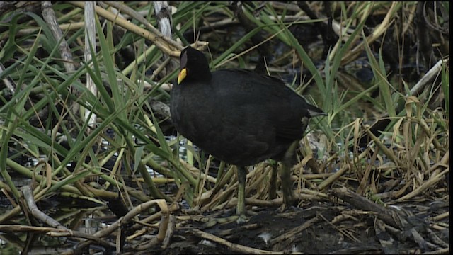 Red-fronted Coot - ML454113