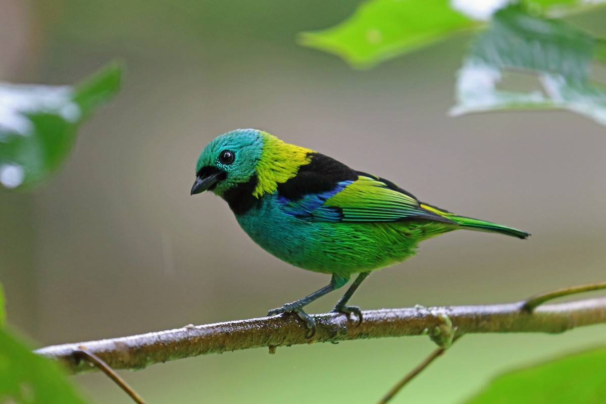 Green-headed Tanager - ML45411331