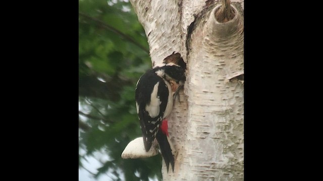 Great Spotted Woodpecker - ML454114091