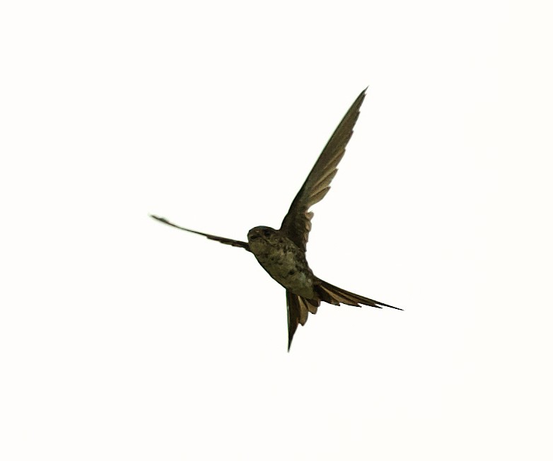 Fork-tailed Palm Swift - ML454123971