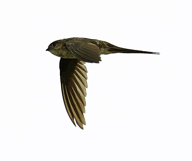 Fork-tailed Palm Swift - David Ascanio