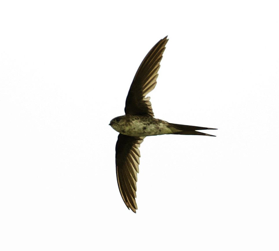 Fork-tailed Palm Swift - ML454124011