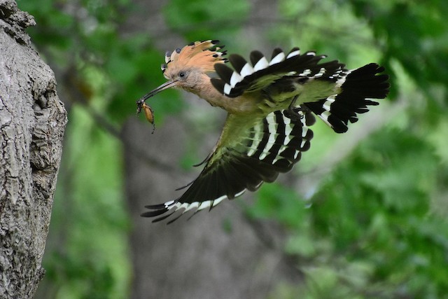 Adult Flying to Nest with Food. - Eurasian Hoopoe - 