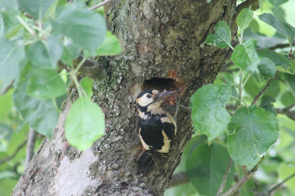 Great Spotted Woodpecker - ML454127831