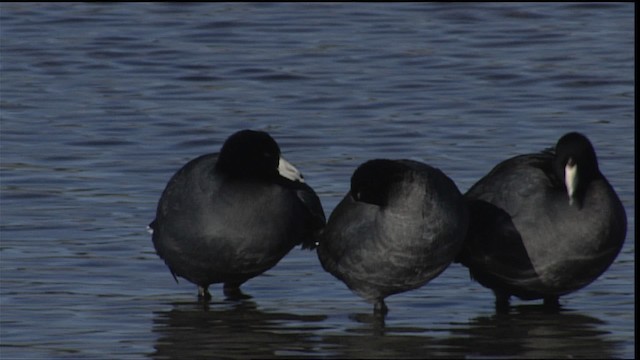 American Coot (Red-shielded) - ML454130