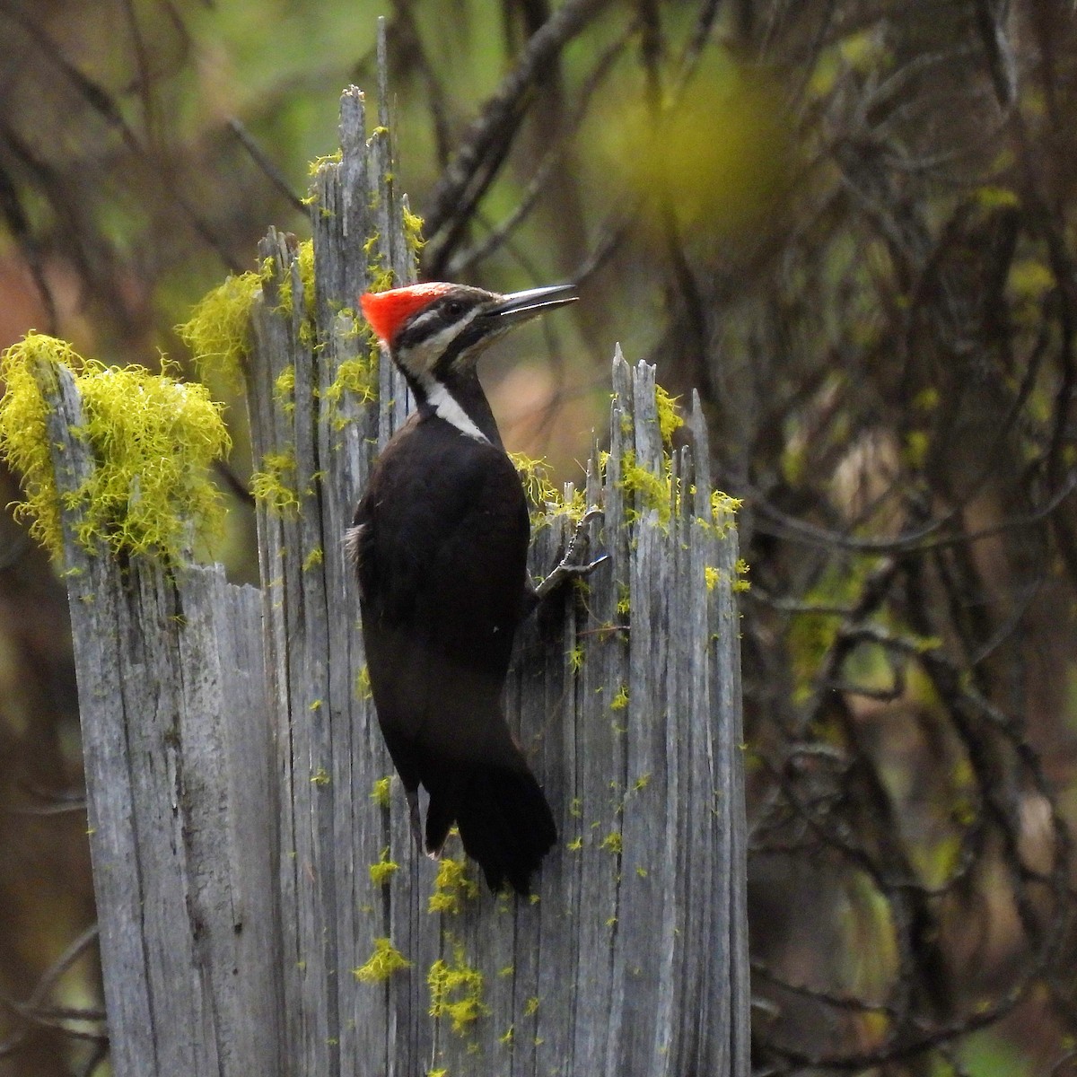 Pileated Woodpecker - Susan Kirkbride